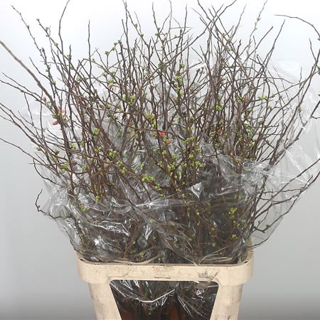Chaenomeles Superba (Extra)