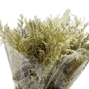 Chamaecypari Dyed Gold