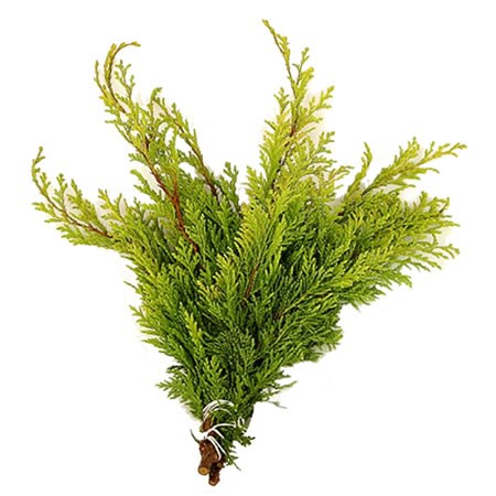 Chamaecyparis Aurea (3Kg Bundle)