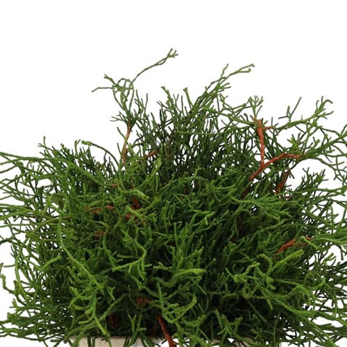 Chamaecyparis Coralliformis Obtusa