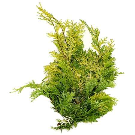 Chamaecyparis Crippsii (3Kg Bundle)