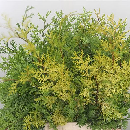 Chamaecyparis Crippsii