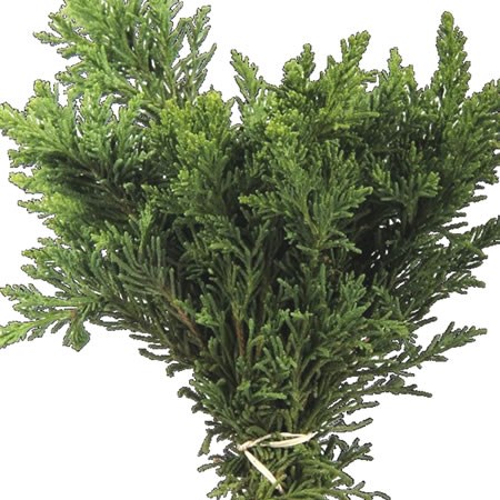 Chamaecyparis Draht Green (3Kg Bundle)
