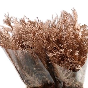 Chamaecyparis Dyed Copper