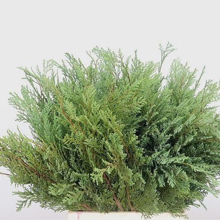 Chamaecyparis Ellwoodii