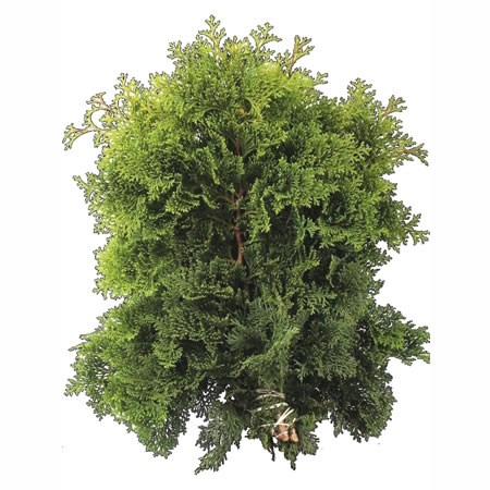 Chamaecyparis Grasiosa (3Kg Bundle)