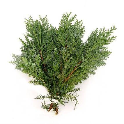 Chamaecyparis Laws Columnaris (1 Kg)