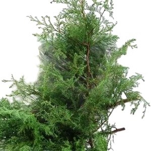 Chamaecyparis Pis Squarosa (1Kg)