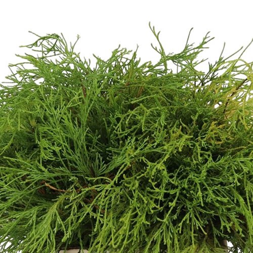 Chamaecyparis Pisifera Filifera Aurea