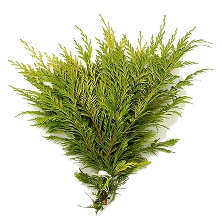 Chamaecyparis Stewarti (3Kg Bundle)