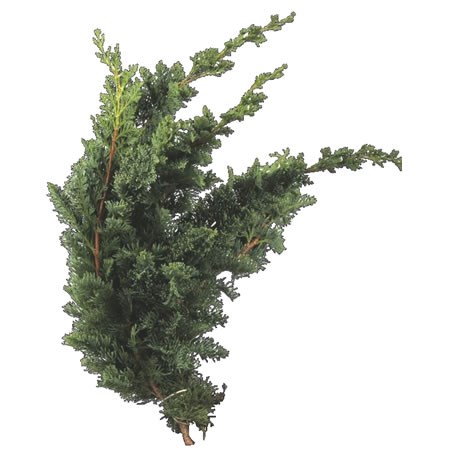 Chamaecyparis Wisselii (3Kg Bundle)