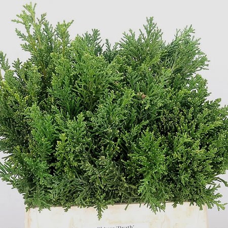 Chamaeryparis Draht Green