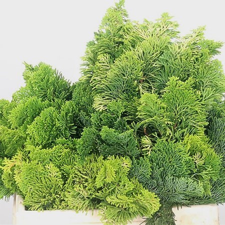 Chamaeryparis Nana Gracillis