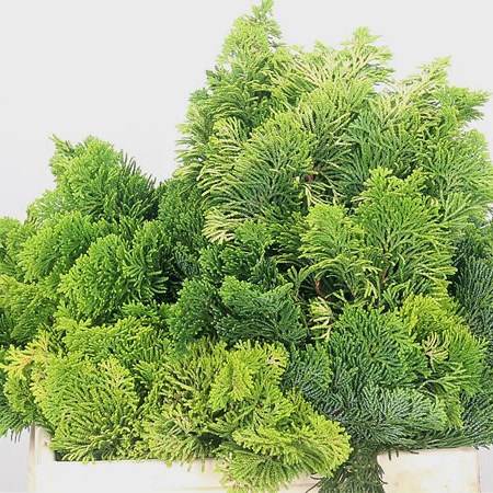 Chamaeryparis Nana Gracillis