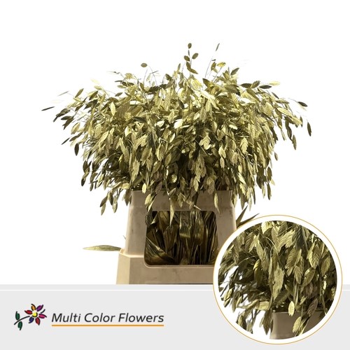 Chasmanthium Dyed Gold