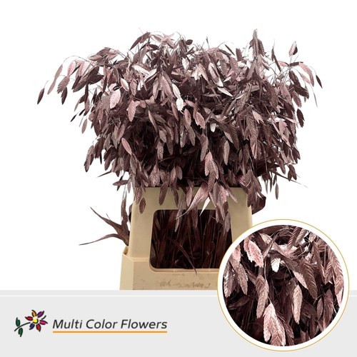 Chasmanthium Dyed Rose Gold