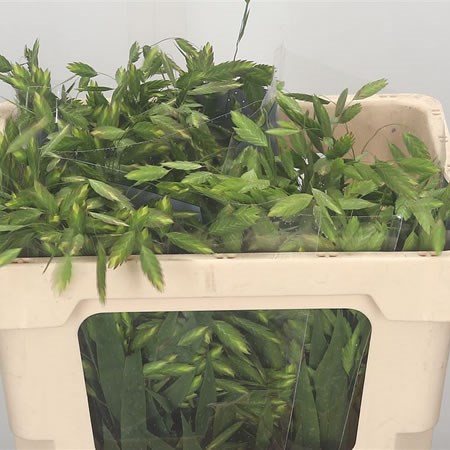 Chasmanthium Latifolium