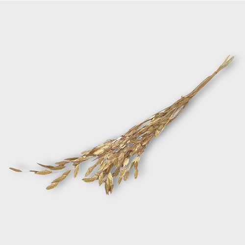 Chasmantium Grass Old Gold (Dried)