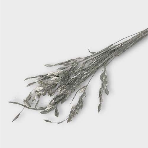 Chasmantium Grass Silver (Dried)