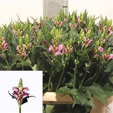 Chelone Obliqua