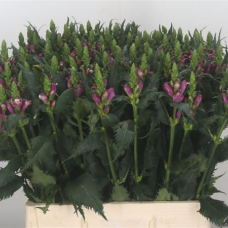 Chelone Pink