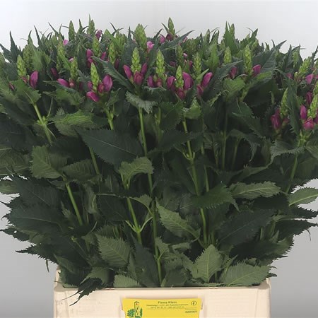 Chelone Pink (Extra)