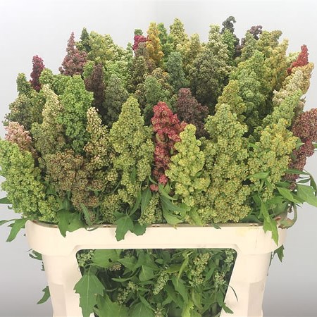 Chenopodium Mix
