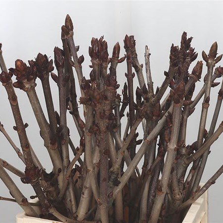 Chestnut Branches