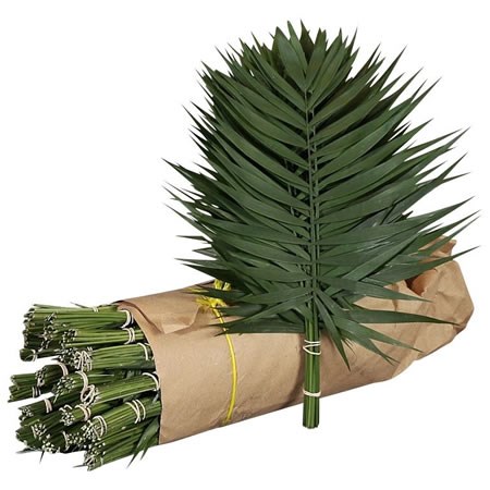 Chico Palm Premium