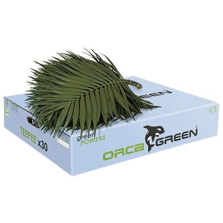 Chico Palm Teepee (Orca)