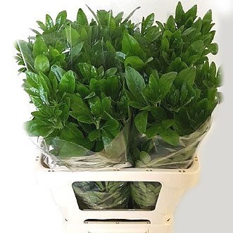 Choisya Green Lemon