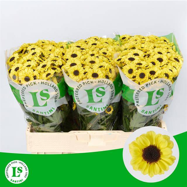 Chrysant San. Patrese Sunny