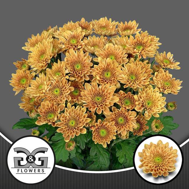 Chrysant Spr. Sorbet Orange