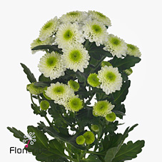 Chrysant san. aaa Cloud