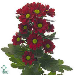 Chrysant san. adora