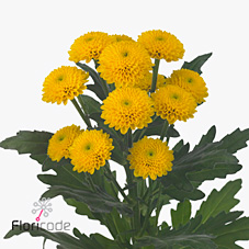Chrysant san. aurinko