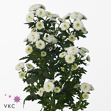 Chrysant san. calimero snow