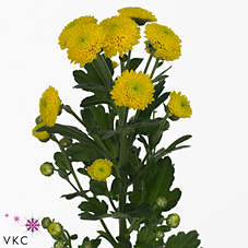 Chrysant san. city