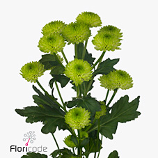 Chrysant san. Country Lime