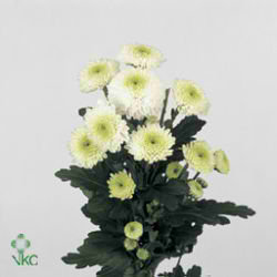Chrysant san. ferry