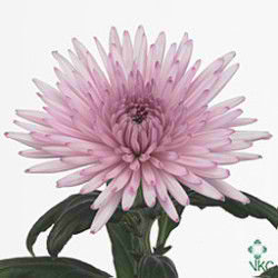 Chrysant sgl. anastasia pink