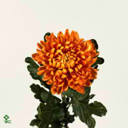 Chrysant sgl. astro