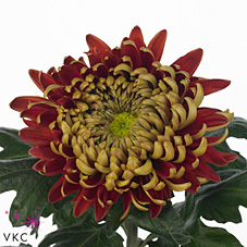 Chrysant sgl. hanenburg