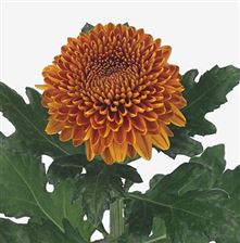 Chrysant sgl. Paladov Dark