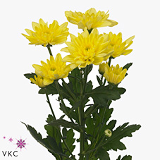 Chrysant spr. baltica yellow