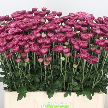 Chrysant Blenda (grown outside)