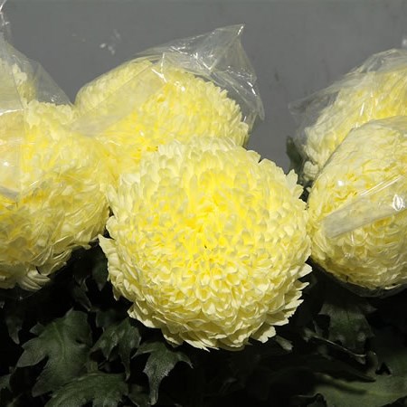 Chrysant Sgl. Fred Shoesmith
