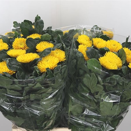 Chrysant Sgl. Migoli