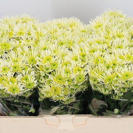 Chrysant San. Anura Green