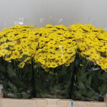 Chrysant San. Aviso